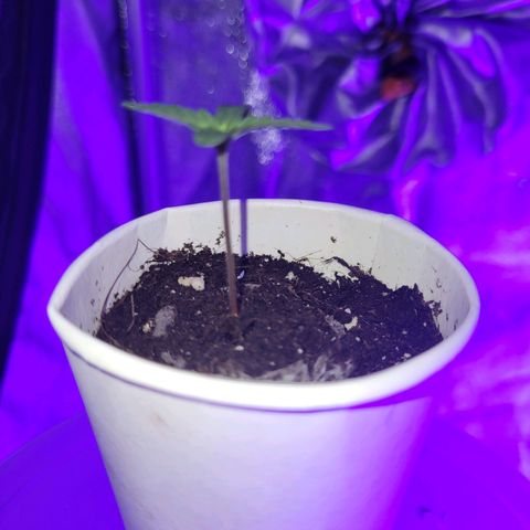 Lemon Wonder Automatic growlog photo: Tag 6 seit der Aussaat