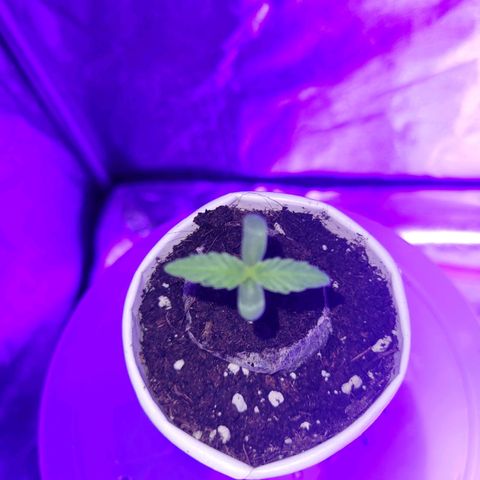 Lemon Wonder Automatic growlog photo: Tag 6 seit der Aussaat