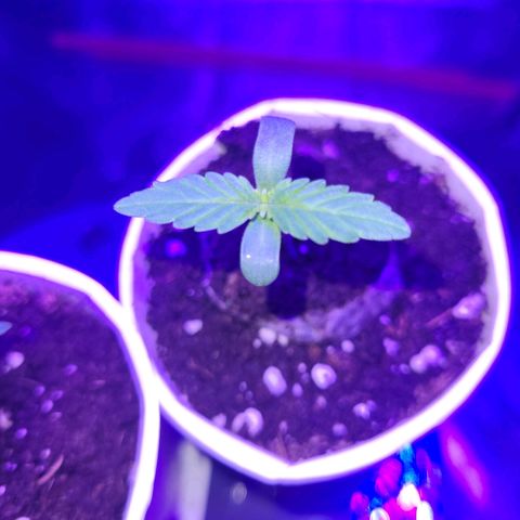 Lemon Wonder Automatic growlog timeline photo