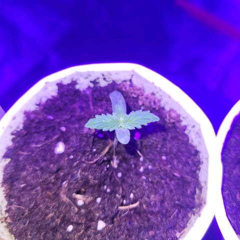 Lemon Wonder Automatic growlog timeline photo