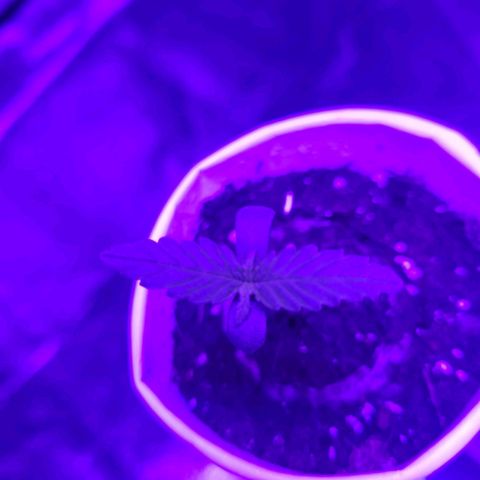 Lemon Wonder Automatic growlog timeline photo