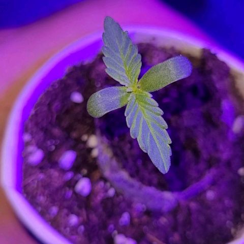 Lemon Wonder Automatic growlog timeline photo