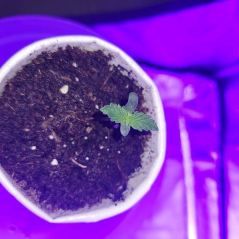 Lemon Wonder Automatic growlog timeline photo