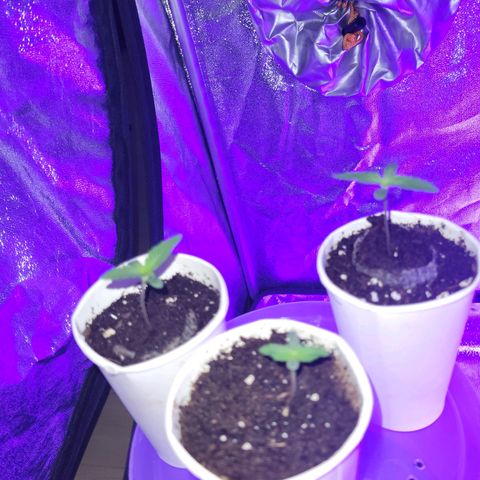 Lemon Wonder Automatic growlog timeline photo