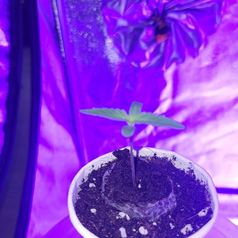 Lemon Wonder Automatic growlog timeline photo