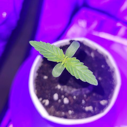 Lemon Wonder Automatic growlog timeline photo
