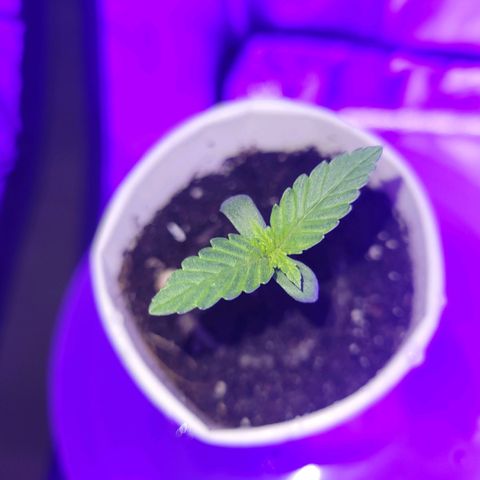 Lemon Wonder Automatic growlog timeline photo