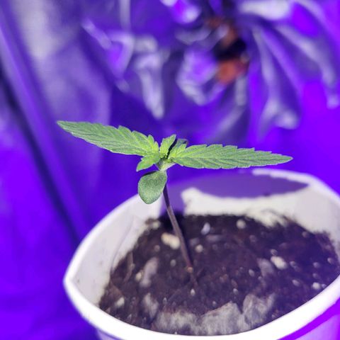 Lemon Wonder Automatic growlog photo: Da möchte noch jemand hoch hinaus 🌱