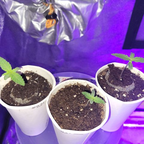Lemon Wonder Automatic growlog timeline photo