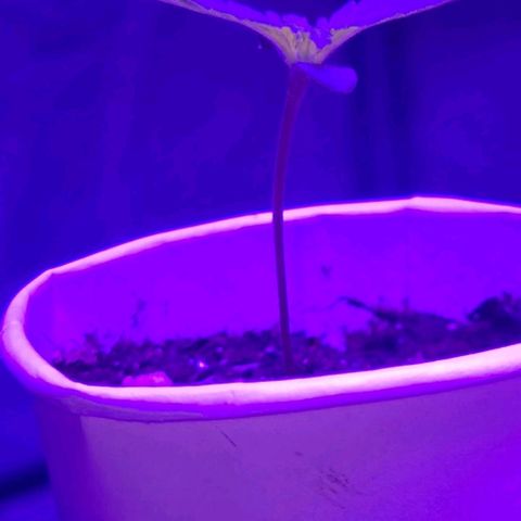 Lemon Wonder Automatic growlog timeline photo