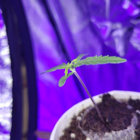 Lemon Wonder Automatic growlog photo: Stand Woche 2 / Tag 1