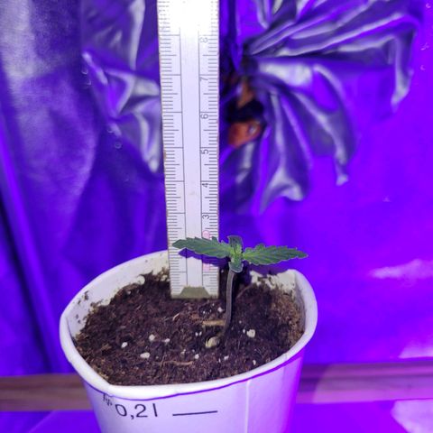 Lemon Wonder Automatic growlog photo: Stand Woche 2 / Tag 1