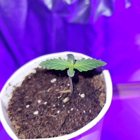 Lemon Wonder Automatic growlog photo: Stand Woche 2 / Tag 1