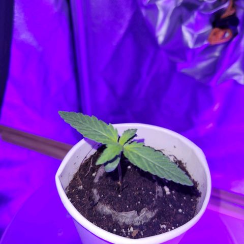 Lemon Wonder Automatic growlog photo: Stand Woche 2 / Tag 1