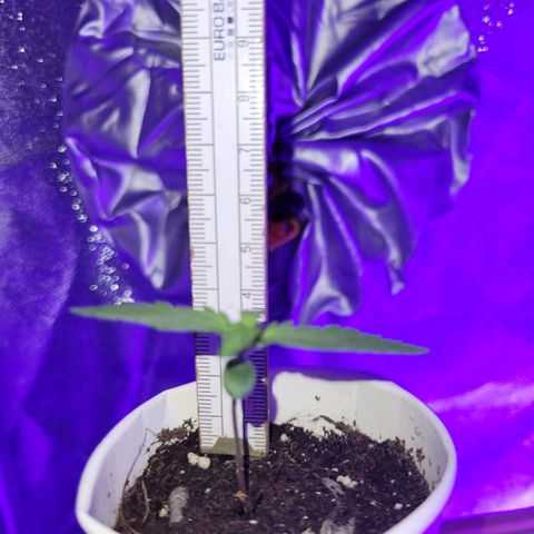 Lemon Wonder Automatic growlog photo: Stand Woche 2 / Tag 1