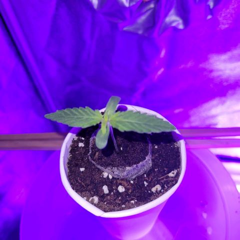 Lemon Wonder Automatic growlog photo: Stand Woche 2 / Tag 1