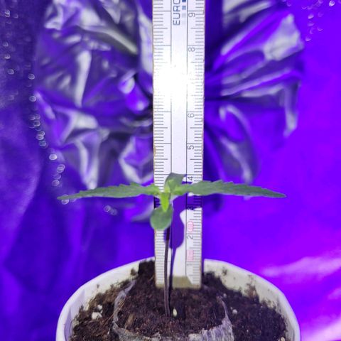 Lemon Wonder Automatic growlog photo: Stand Woche 2 / Tag 1