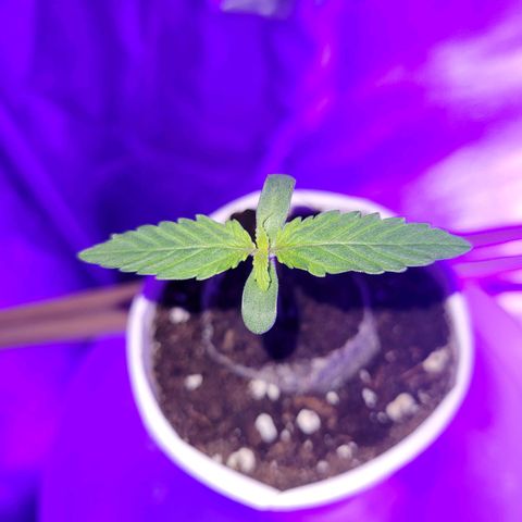 Lemon Wonder Automatic growlog photo: Stand Woche 2 / Tag 1