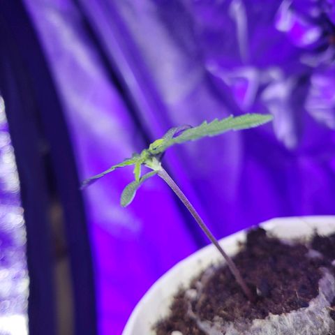 Lemon Wonder Automatic growlog photo: Stand Woche 2 / Tag 1