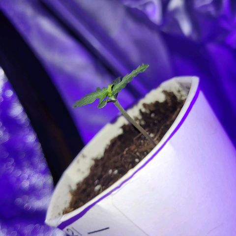 Lemon Wonder Automatic growlog photo: Stand Woche 2 / Tag 1