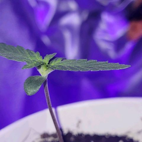 Lemon Wonder Automatic growlog timeline photo