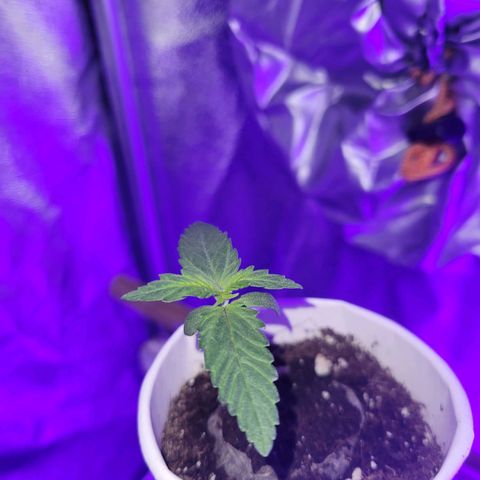 Lemon Wonder Automatic growlog timeline photo