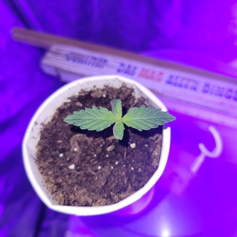 Lemon Wonder Automatic growlog timeline photo