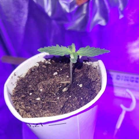 Lemon Wonder Automatic growlog timeline photo