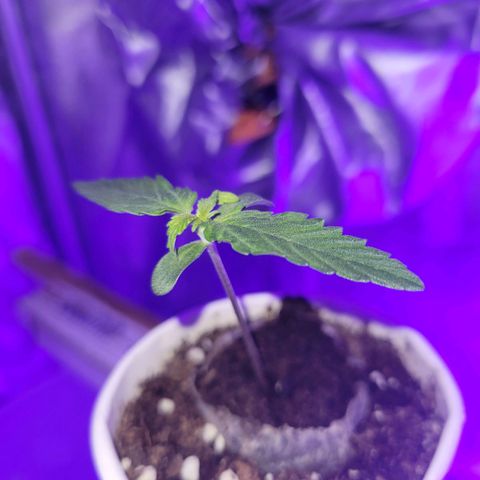 Lemon Wonder Automatic growlog timeline photo