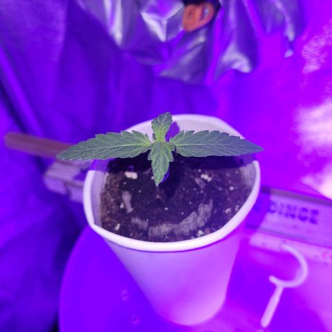 Lemon Wonder Automatic growlog timeline photo