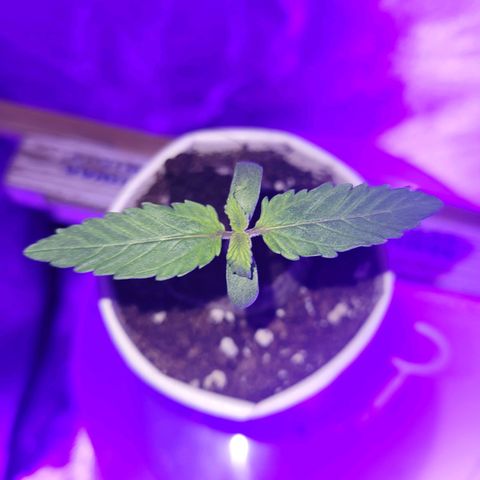 Lemon Wonder Automatic growlog timeline photo