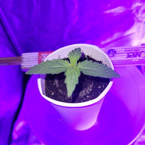 Lemon Wonder Automatic growlog photo: Woche 2 / Tag 3

Eine Pflanze entwickelt rötliche Stiele - bin auf der Suche nach dem Problem