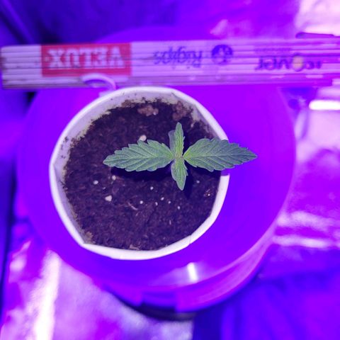 Lemon Wonder Automatic growlog photo: Woche 2 / Tag 3

Eine Pflanze entwickelt rötliche Stiele - bin auf der Suche nach dem Problem