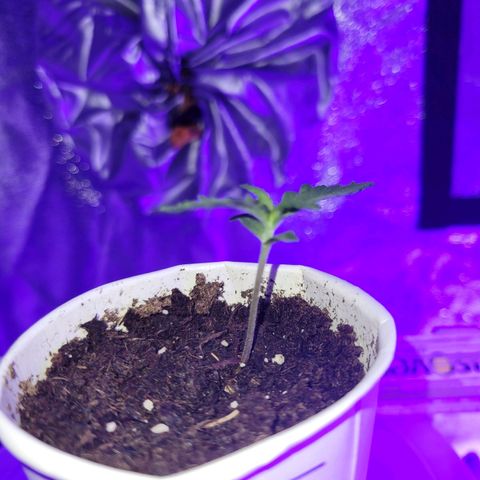 Lemon Wonder Automatic growlog photo: Woche 2 / Tag 3

Eine Pflanze entwickelt rötliche Stiele - bin auf der Suche nach dem Problem