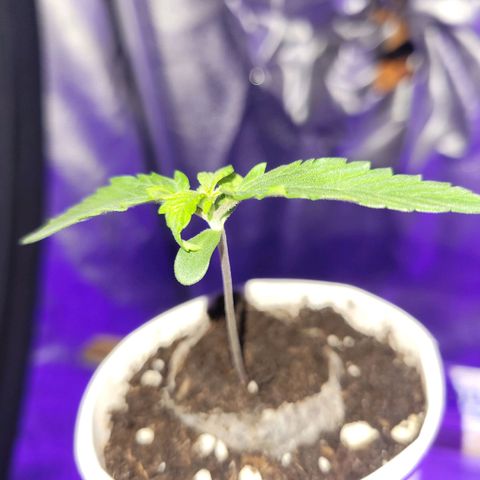 Lemon Wonder Automatic growlog photo: Woche 2 / Tag 3

Eine Pflanze entwickelt rötliche Stiele - bin auf der Suche nach dem Problem