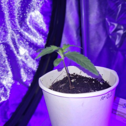 Lemon Wonder Automatic growlog photo: Woche 2 / Tag 3

Eine Pflanze entwickelt rötliche Stiele - bin auf der Suche nach dem Problem