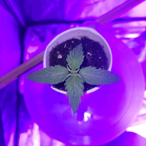 Lemon Wonder Automatic growlog photo: Woche 2 / Tag 4