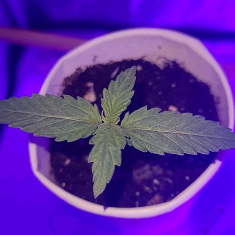 Lemon Wonder Automatic growlog photo: Woche 2 / Tag 4
