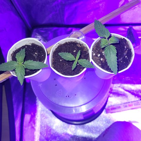 Lemon Wonder Automatic growlog photo: Woche 2 / Tag 4