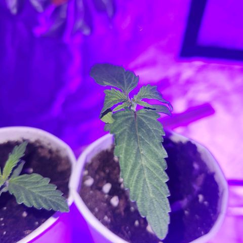 Lemon Wonder Automatic growlog photo: Woche 2 / Tag 4
