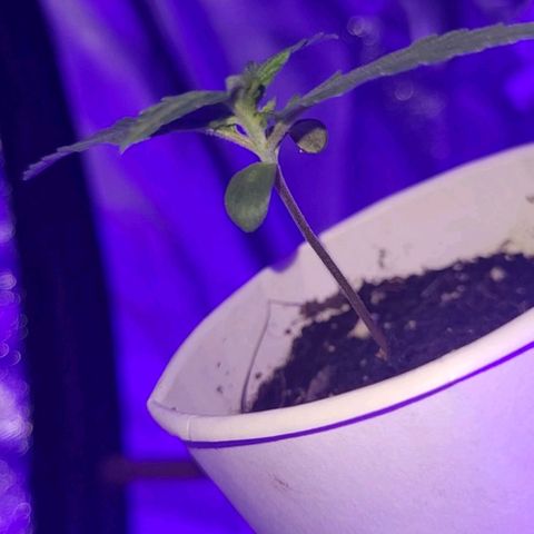 Lemon Wonder Automatic growlog photo: Woche 2 / Tag 4