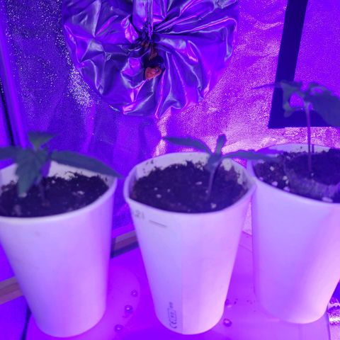 Lemon Wonder Automatic growlog photo: Woche 2 / Tag 4