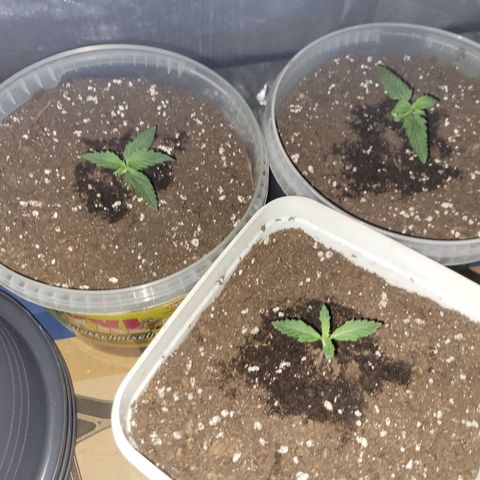 Lemon Wonder Automatic growlog timeline photo