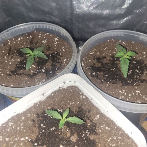 Lemon Wonder Automatic growlog photo: 24h nach dem Umtopfen, nochmals etwas Wasser dazu gegeben um das wurzelwchstum anzuregen