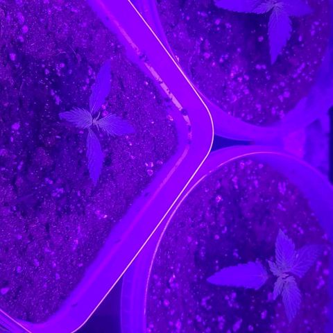 Lemon Wonder Automatic growlog photo: Woche 2 / Tag 6
(48h nach dem umtopfen)