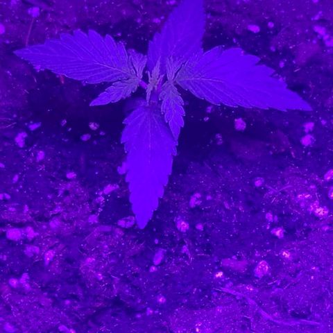 Lemon Wonder Automatic growlog photo: Woche 2 / Tag 6
(48h nach dem umtopfen)