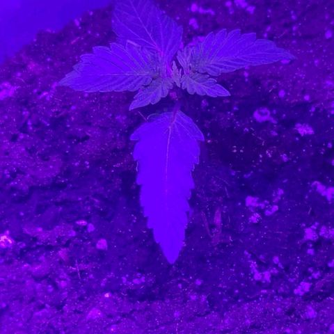 Lemon Wonder Automatic growlog photo: Woche 2 / Tag 6
(48h nach dem umtopfen)