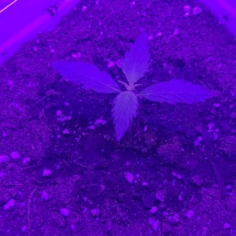 Lemon Wonder Automatic growlog photo: Woche 2 / Tag 6
(48h nach dem umtopfen)