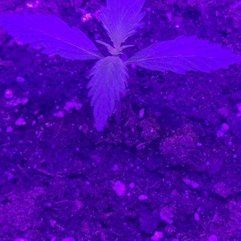 Lemon Wonder Automatic growlog photo: Woche 2 / Tag 6
(48h nach dem umtopfen)