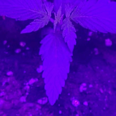 Lemon Wonder Automatic growlog photo: Woche 2 / Tag 6
(48h nach dem umtopfen)